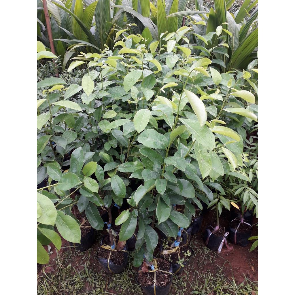 Cây giống Mãng cầu xiêm Thái CAO 1M . ] .