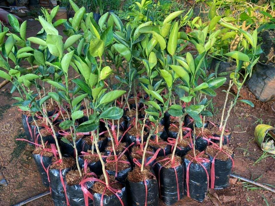 Cây giống quýt đường thái lan
