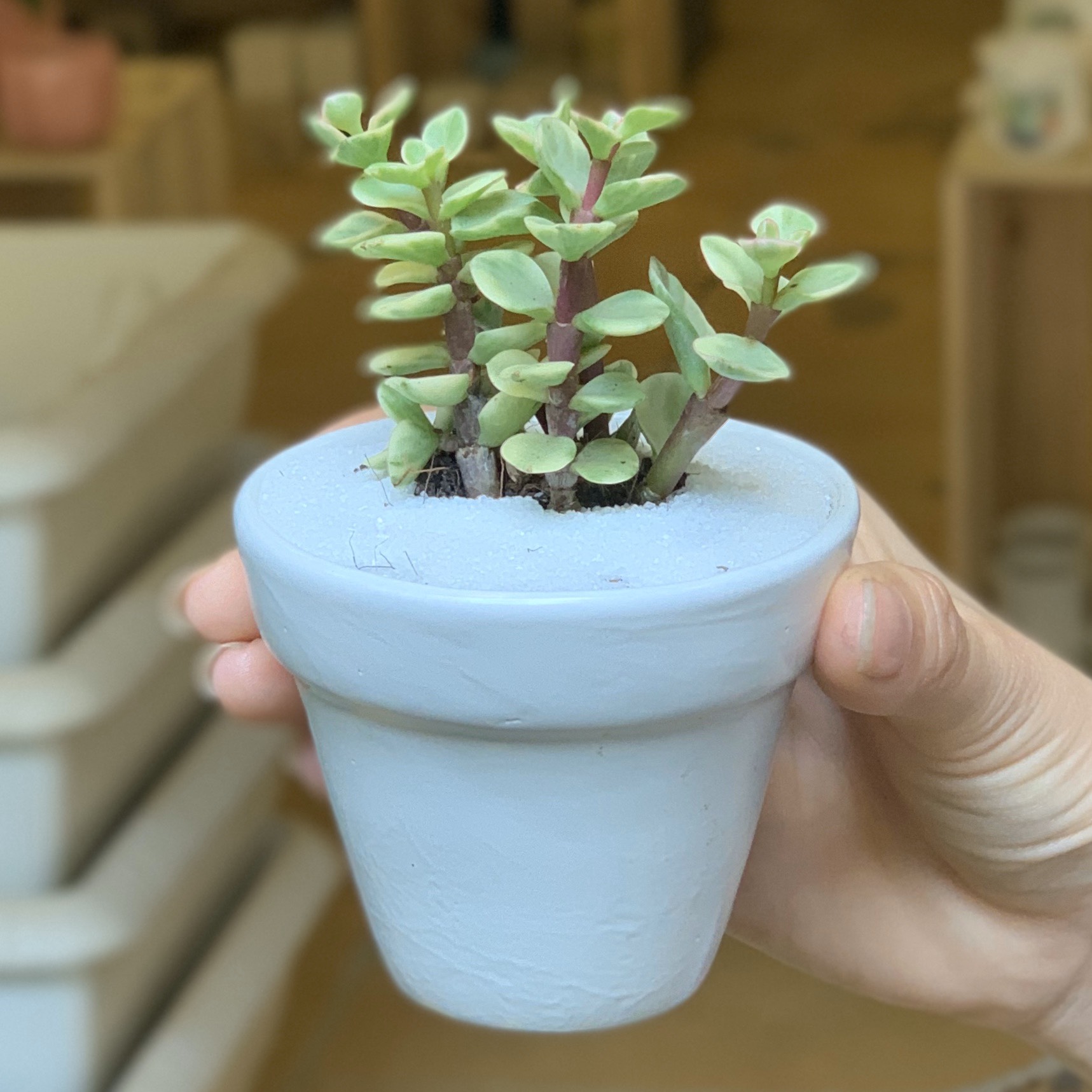 Bộ 3 Chậu Sứ - 7x7x7 Cm - Mầu Trắng - Dáng Trôn Ốc - Chậu Gốm Bát Tràng Trồng Cây Mini Để Bàn, Tiểu Cảnh Terrarium, Sen Đá & Xương Rồng