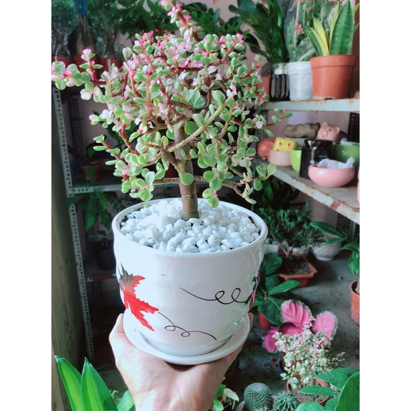 Chậu Cây Cành Vàng Lá Ngọc