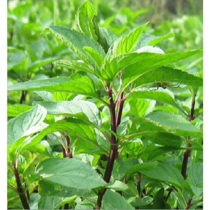 Hạt giống rau húng quế lá to CT130 - Gói 2gram