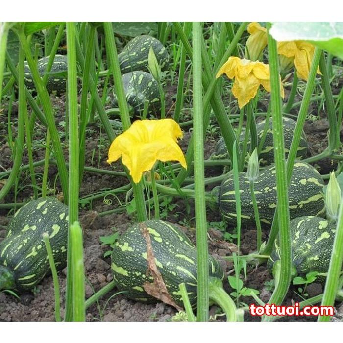 Hạt Giống Bí Đỏ Hạt Đậu Rau Củ Qủa Trồng Sân Thượng Ngon Ngọt Gói 2G -Khu Vườn Ban Công