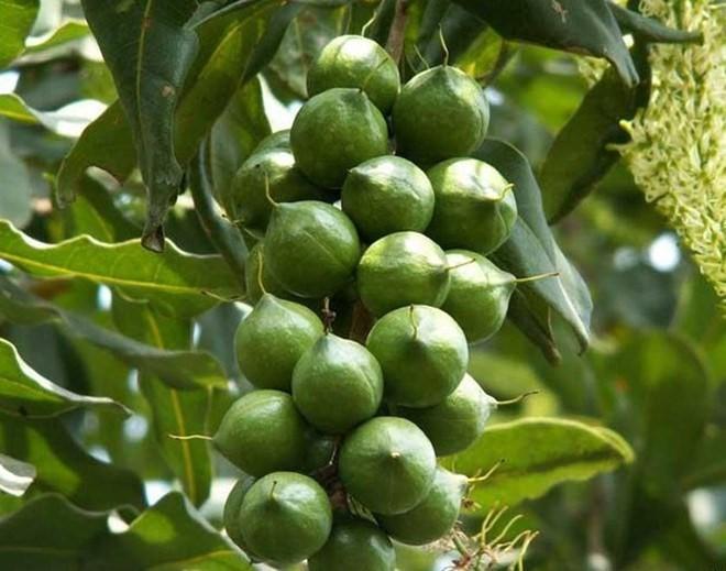 Cây giống hạt macca cây đẹp chuẩn giống