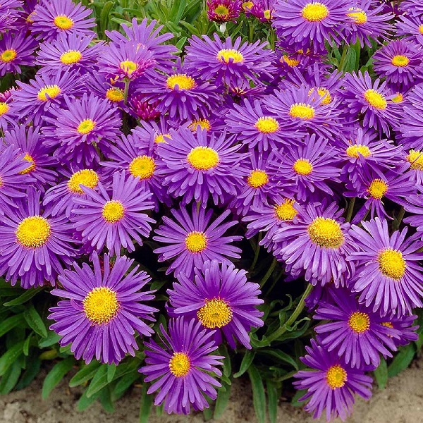 Hạt giống hoa Thạch thảo Tím VTP197