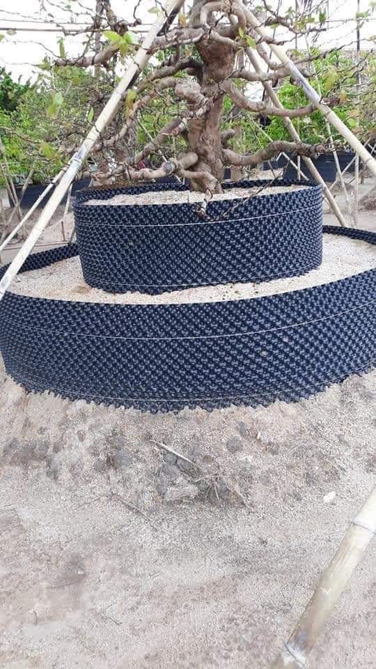 Bầu ươm cây V6 60 cm dài 50m  dày 0.6mm