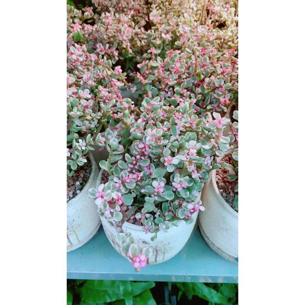 Chậu Cây Cành Vàng Lá Ngọc