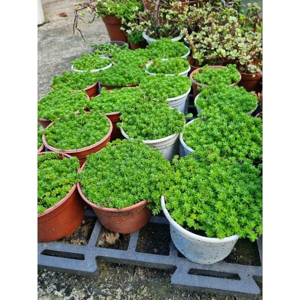 Chậu cây sedum (cây trồng làm thảm cỏ tiểu cảnh)