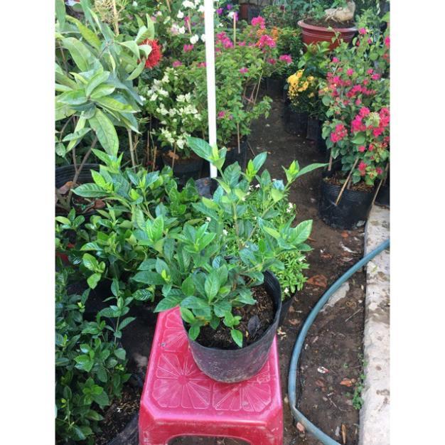 Hoa lài siêu hoa hoa kép