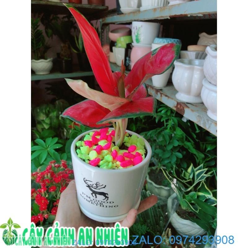 Chậu Cây Huyết Rồng