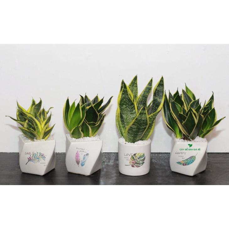 Chậu cây lưỡi hỗ lùn vàng mini để bàn -chậu sứ