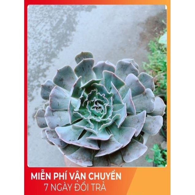 Chậu Sen Đá Bắp Cải Tím
