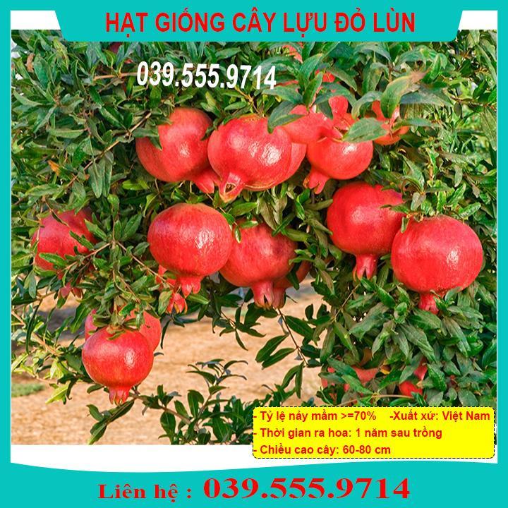 HẠT GIỐNG CÂY LỰU LÙN ĐỎ DỄ TRỒNG, DỄ CHĂM