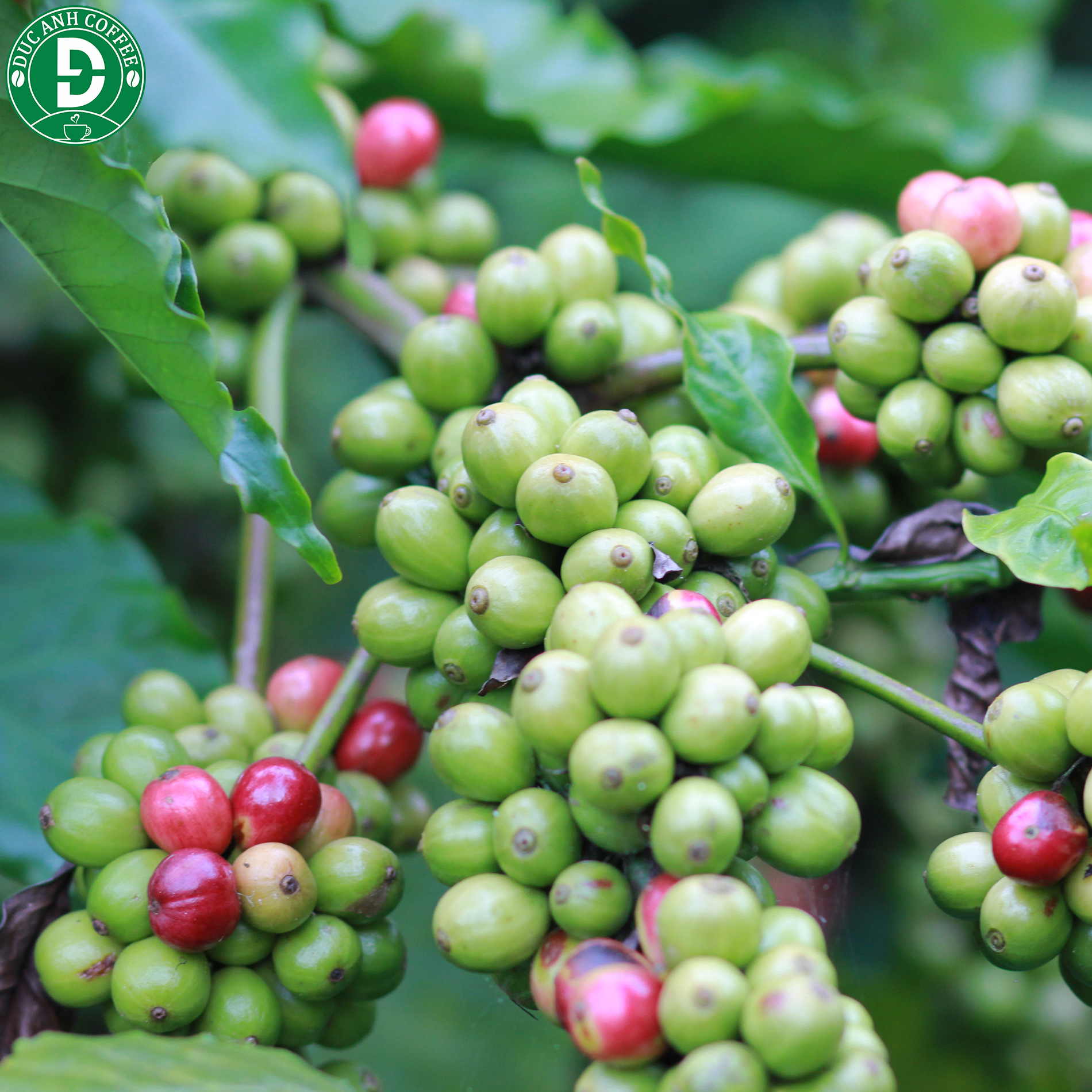 Combo gói Cà phê Arabica Và Gói Robusta Xay Sẵn Pha Phin - Mỗi Gói 500g -DUC ANH COFFEE