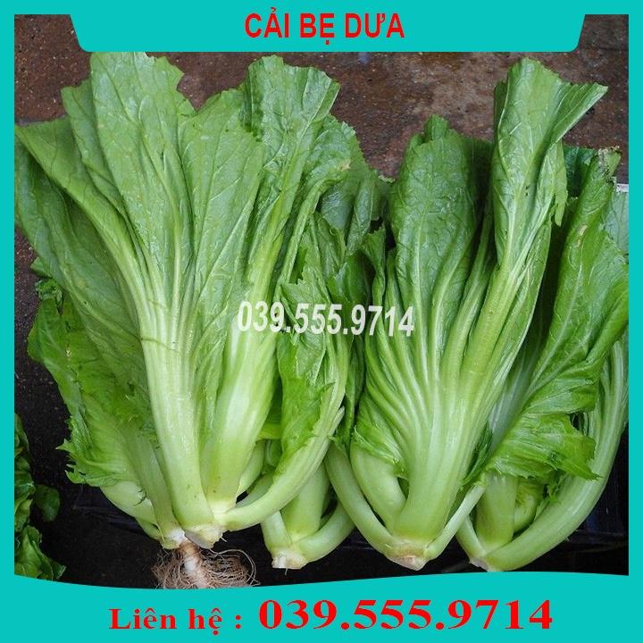 5 Loại Hạt Giống Rau Cải Khác Nhau- Rau dễ trồng dễ chăm sóc