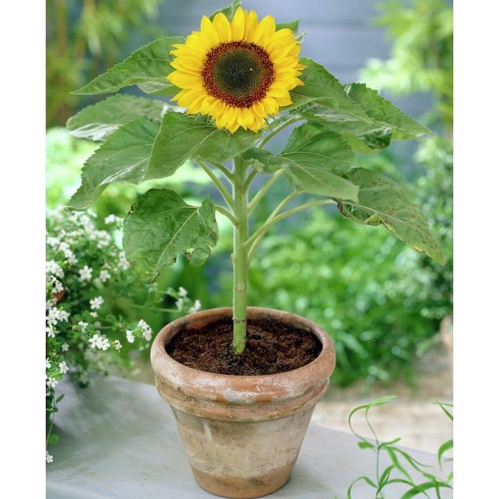 CHẬU HOA HƯỚNG DƯƠNG LÙN SIÊU HOA