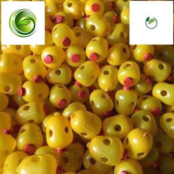 Set 5 chiếc lồng bẫy ruồi vàng cho mùa bội thu