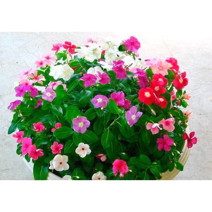 Hạt Giống Hoa Dừa Cạn Rũ F1 Mix Màu KNS3595 - Gói 50 hạt