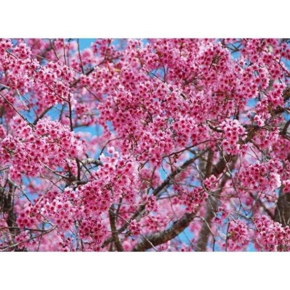 Cây giống Muồng Anh Đào Nhật Bản