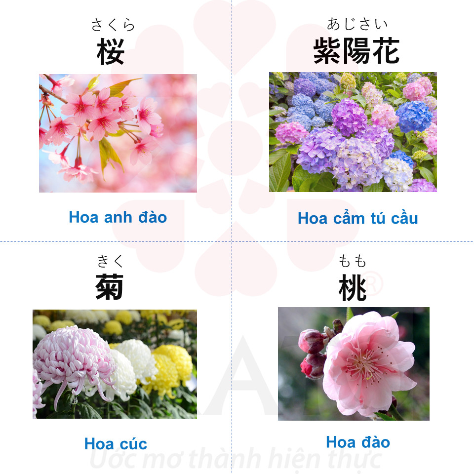 Khóa học tiếng Nhật Online N5 cùng HAATO