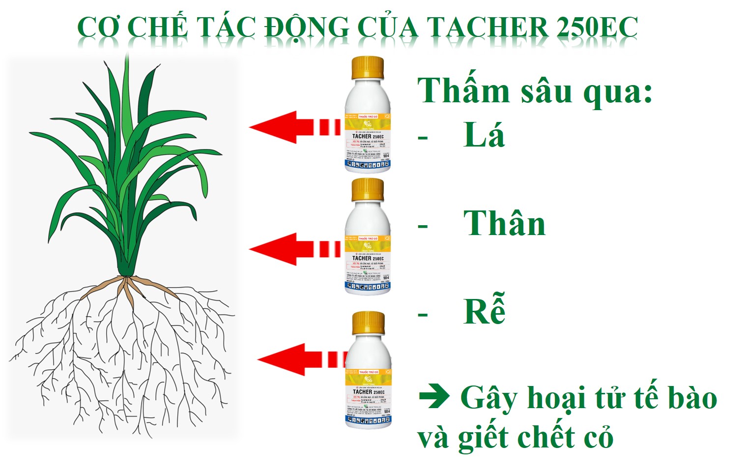 Thuốc trừ cỏ TACHER 250EC (100ml) Chuyên gia diệt cỏ lồng vực - PHÒNG TRỪ CÁC LOẠI CỎ HẬU NẢY MẦM
