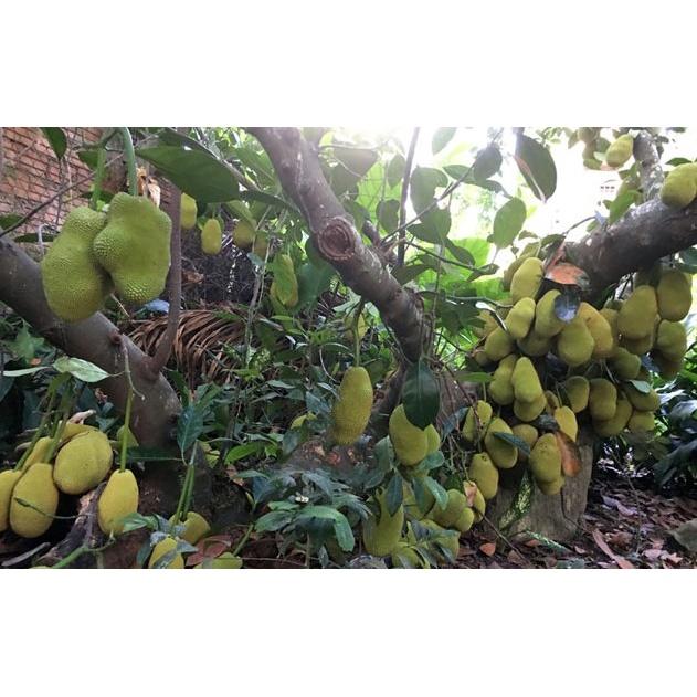 Cây giống Mít Tố Nữ ghép - 100% GIỐNG CHUẨN ĐẸP NHƯ HÌNH .