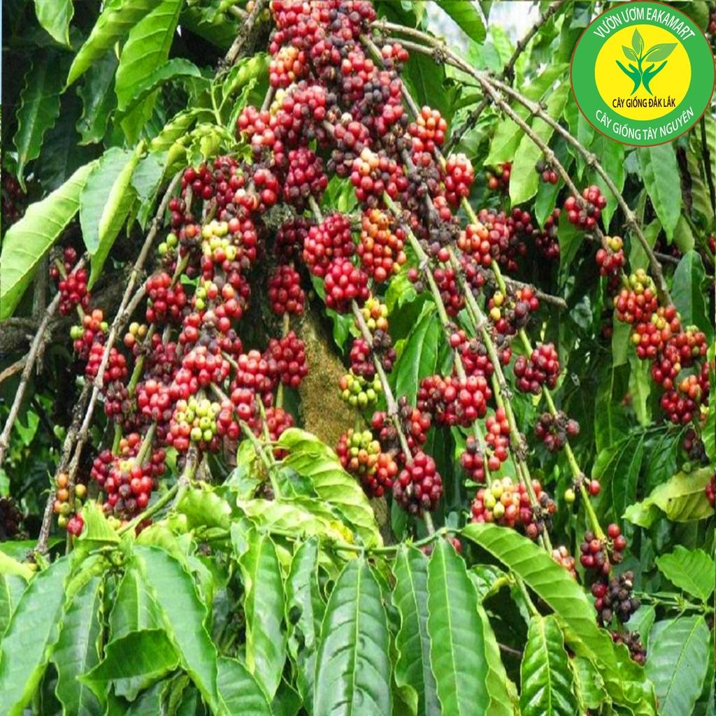 Cây Cà Phê ARABICA Giống