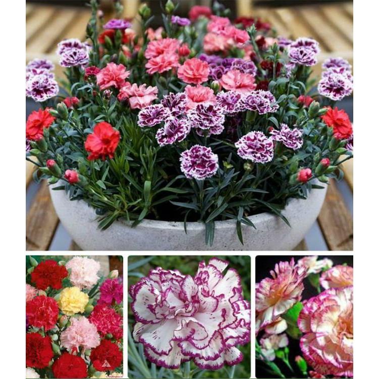 Hạt giống hoa Cẩm Chướng kép mix 50 hạt/gói