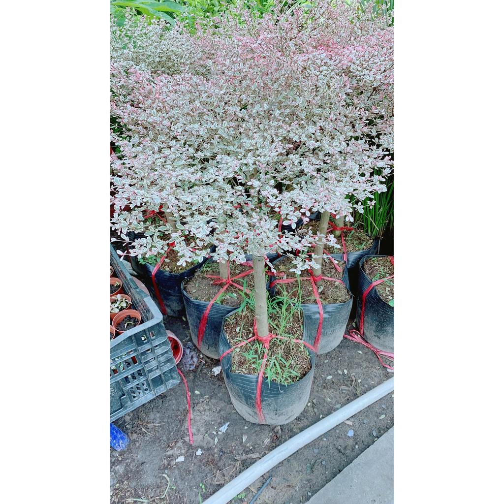 Cây Bàng Nhật Lá Cẩm Thạch