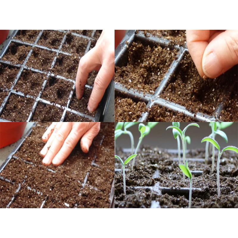 Hạt giống Cà chua bi chùm, cà chua cherry, cà chua chuỗi ngọc siêu quả tỷ lệ nảy mầm cao Dễ trồng