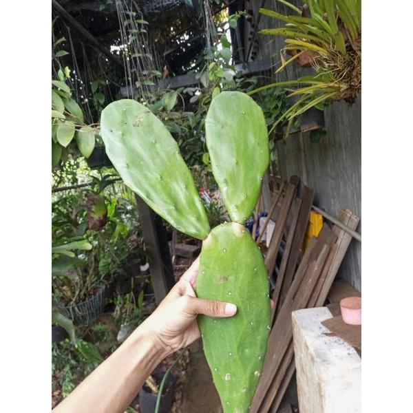 Xương rồng tai thỏ thích hợp decor hoặc làm thức ăn cho pet, chậu 1 lá