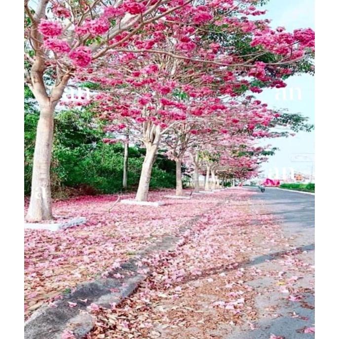 Cây giống kèn hồng