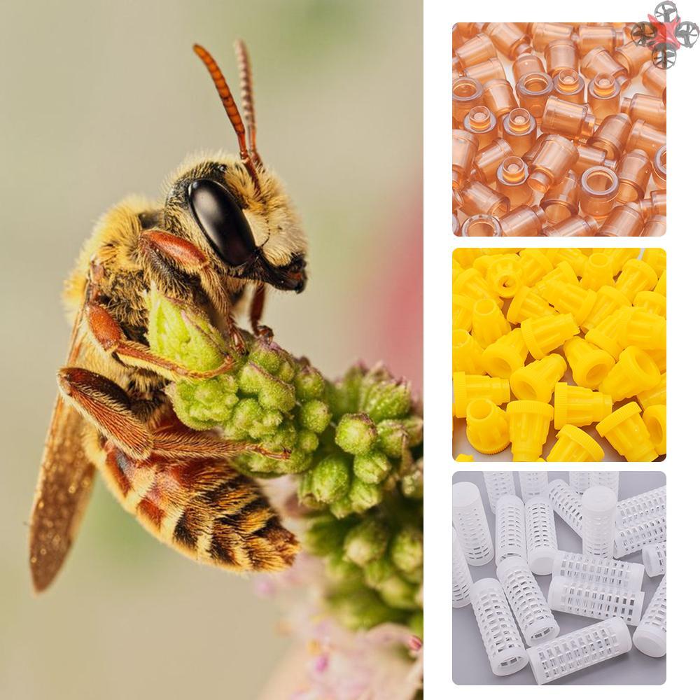 Lồng Nuôi Ong Chúa Kèm Bộ Phụ Kiện