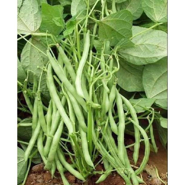 Hạt giống đậu cove lùn xanh - 1 gói 50gr