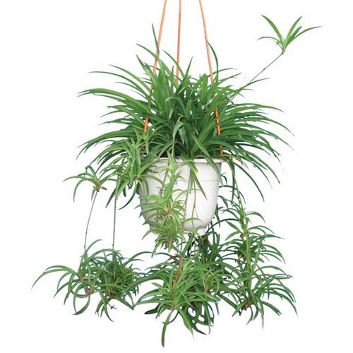CHẬU CÂY LAN CHI  ĐẸP NHÀ, VƯỢNG KHÍ CHO GIA CHỦ