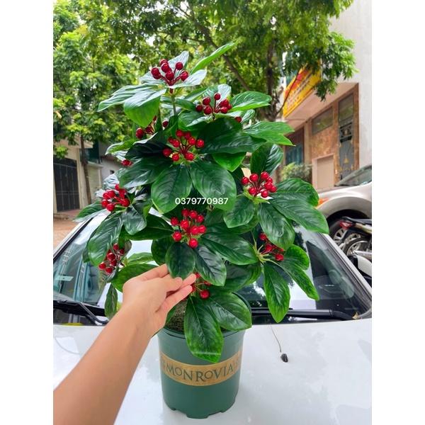 CÂY KIM NGÂN LƯỢNG 120cm - Tặng chậu