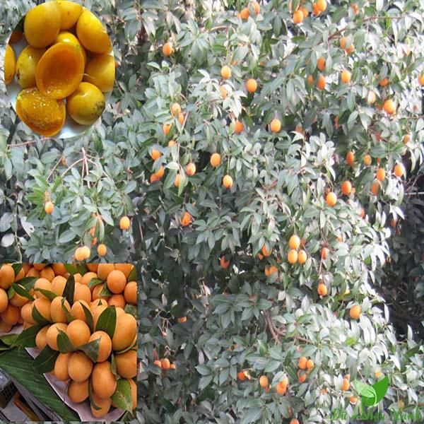 Cây giống cây thanh trà chua ngọt- đặc sản miền tây