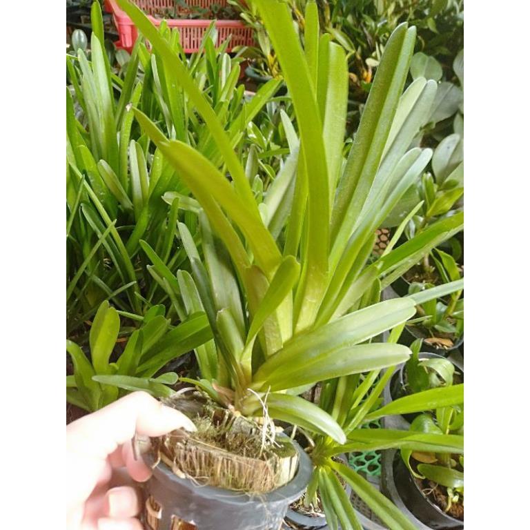 Hoa phong lan kiếm lùn thái