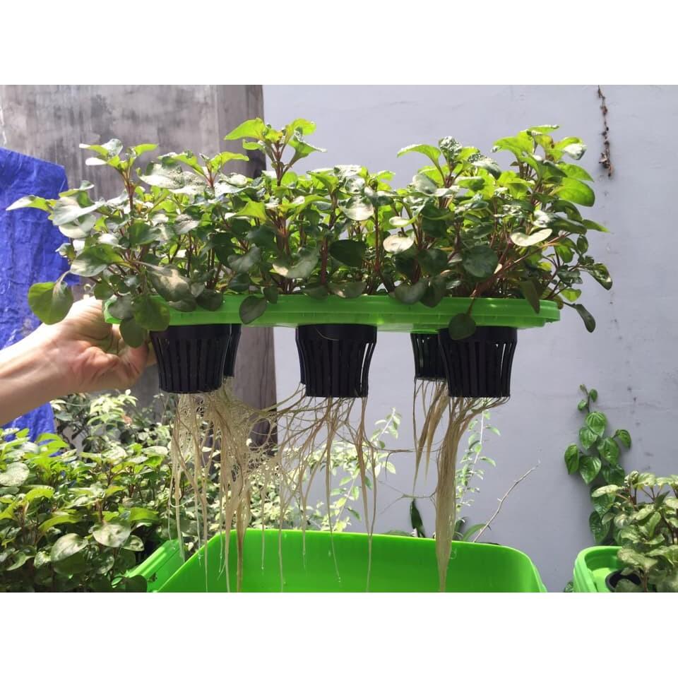 Hạt Giống Rau Dền Xanh gói 20gr, hat giong rau sach thuy canh