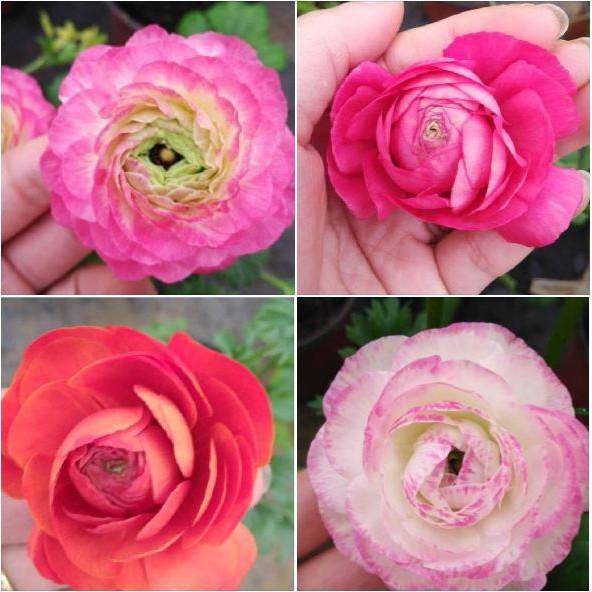 Combo 5 củ giống hoa mao lương mix màu - kèm 5 viên nén xơ dừa ươm củ