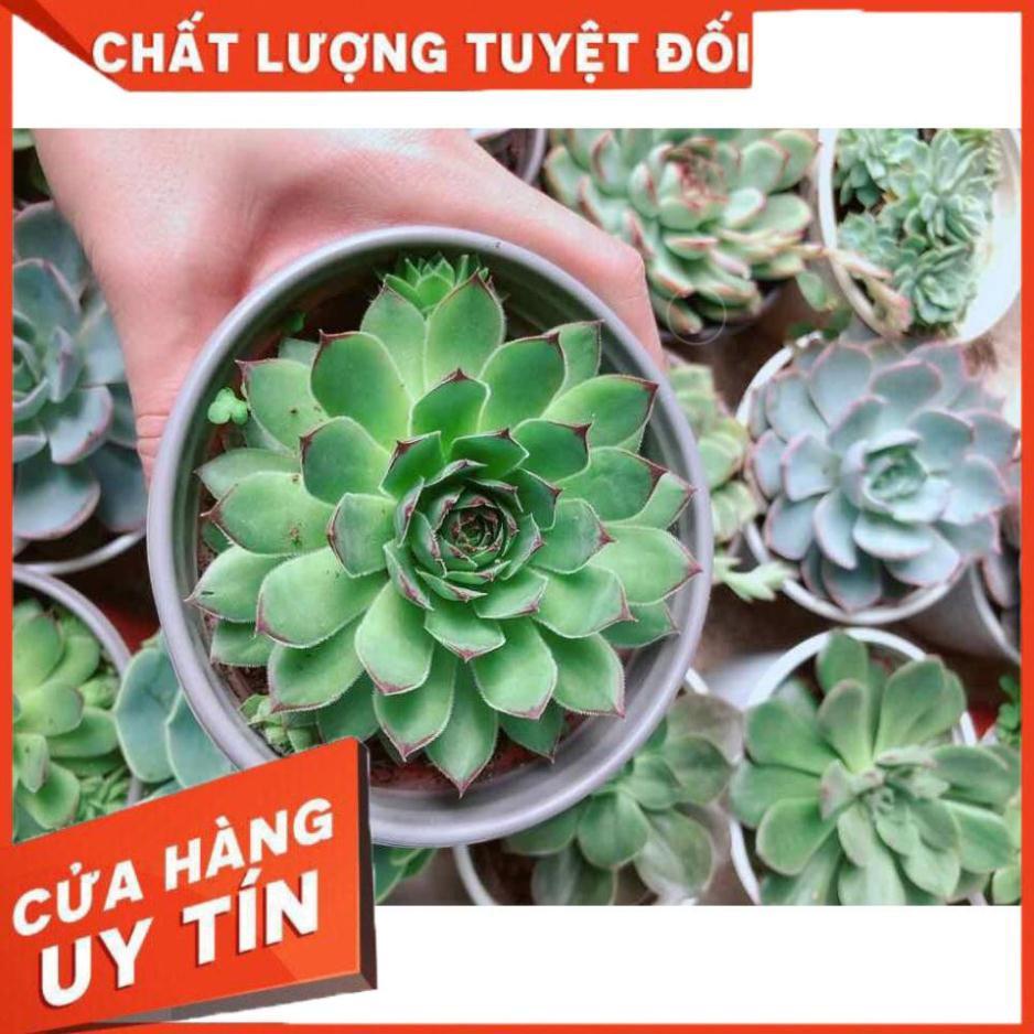 Sen đá phật bà kèm chậu sứ trắng Nhiều Người Mua