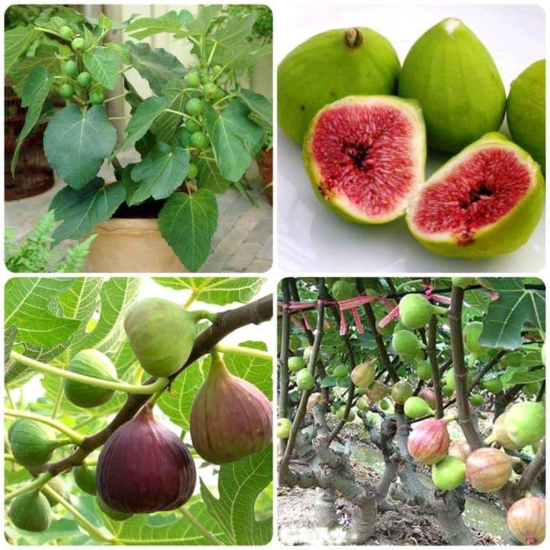 Hạt giống cây sung mỹ- sung ngọt , sung đường 10 hạt/gói
