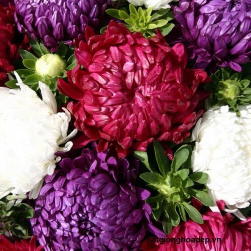 Combo 3 gói hạt giống cúc đại đó nhiều màu-gói 50 hạt- TẶNG 1 gói phân bón