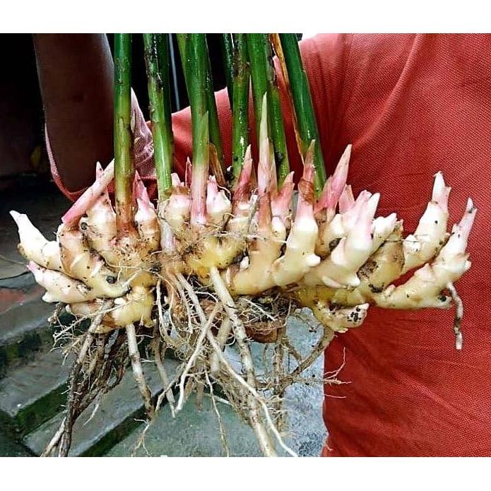 1 khóm gừng củ giống