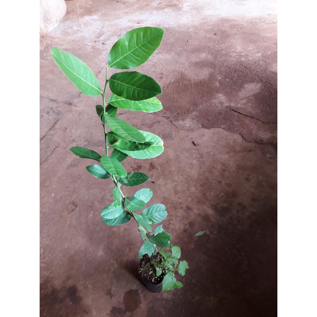 CÂY GIỐNG CHANH VÀNG MỸ như hình