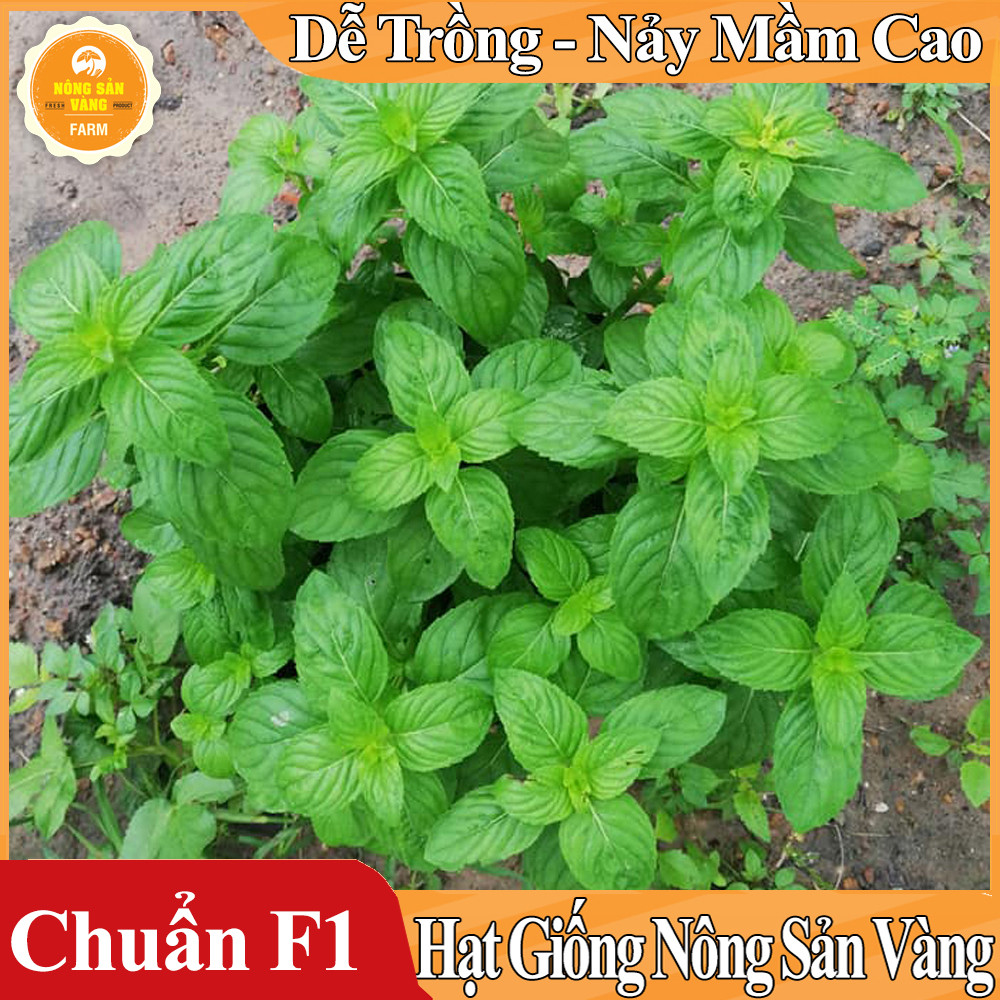 Hạt giống Cây Bạc Hà, Bạc Hà Cay Peppermint