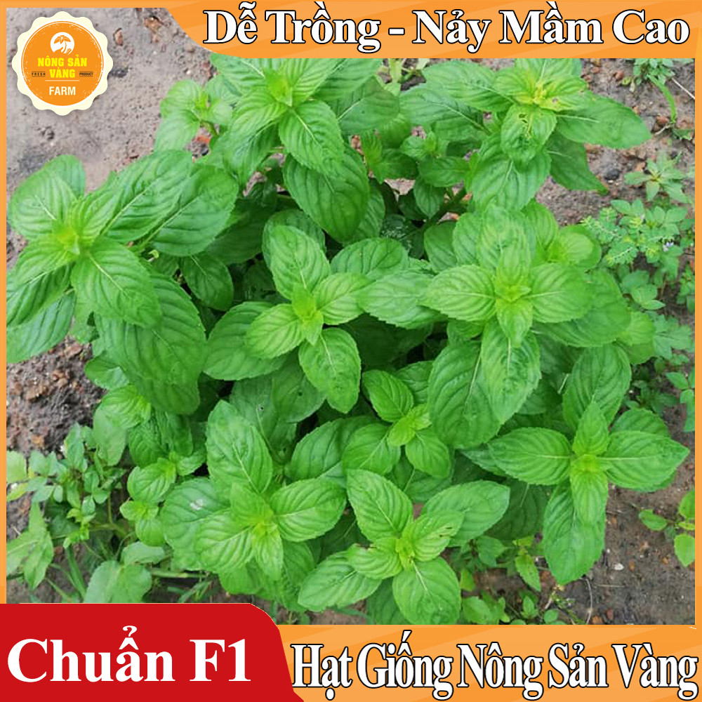 Hạt giống Cây Bạc Hà, Bạc Hà Cay Peppermint ( Gói 100 Hạt )