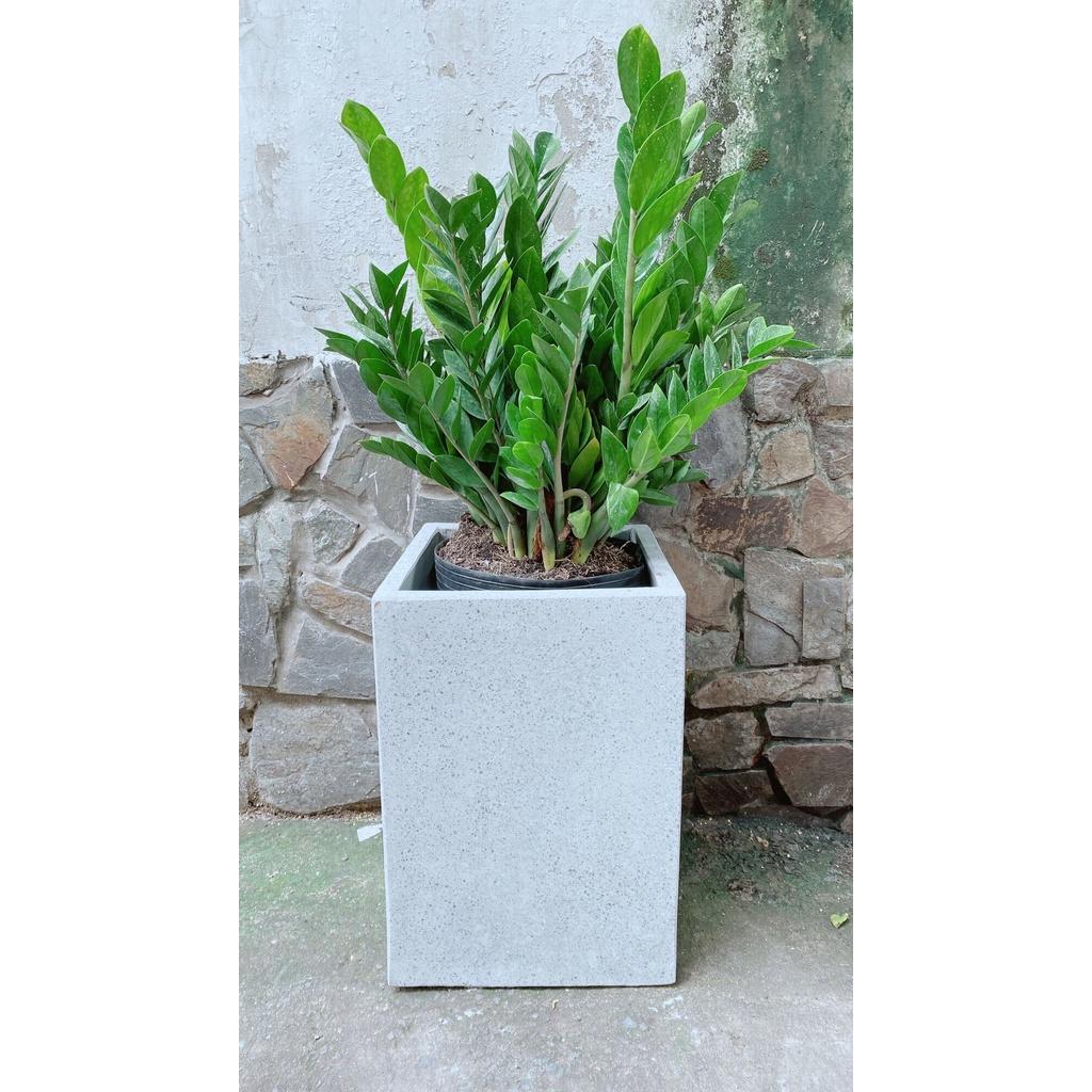 Chậu Cây Kim Tiền Lớn