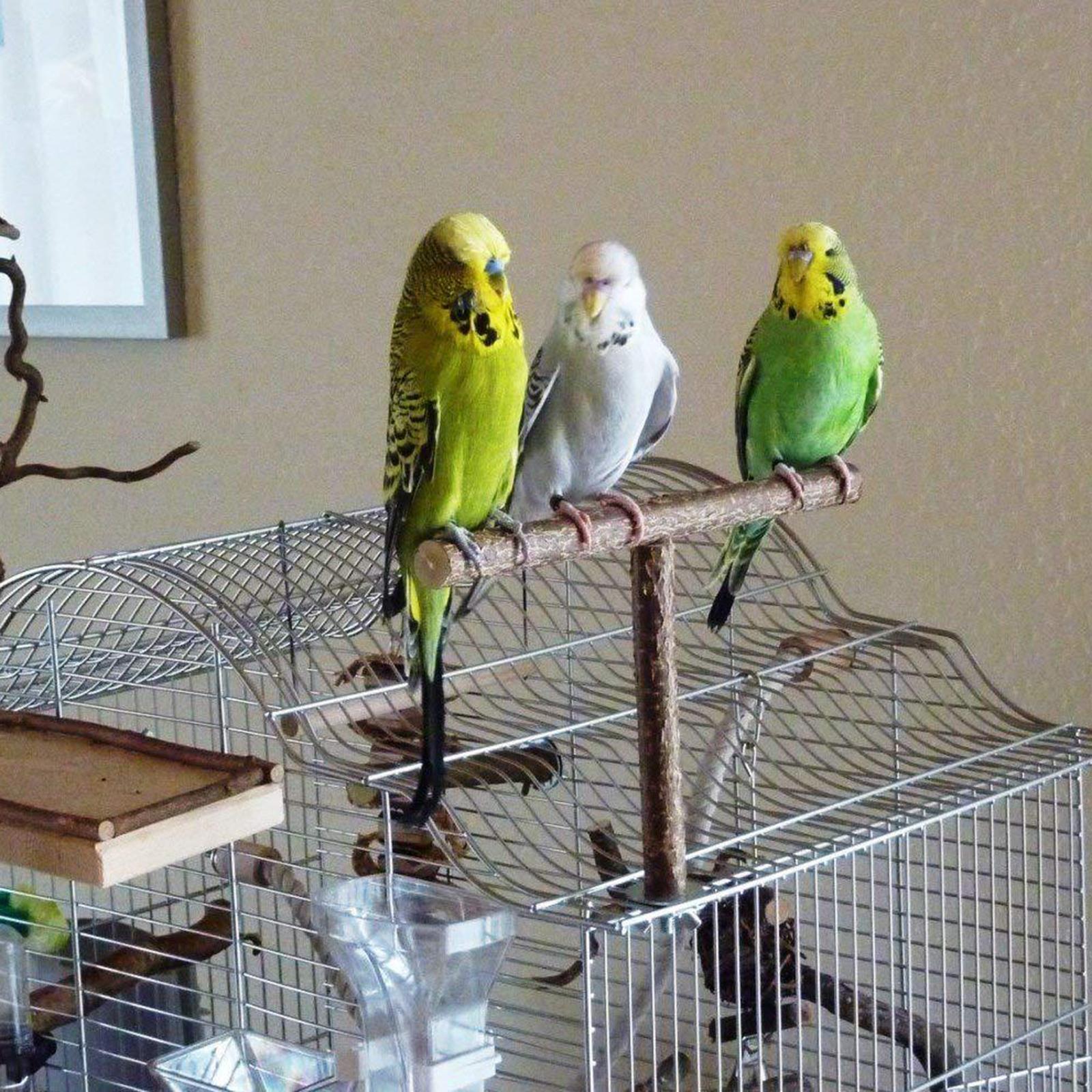 Chew Cockatiel Toy Bird Paw Grinding Bird Cage Accessories Parrot Stand Parrot Wooden Perch Bird stand Cockatiel Budgie Conures Exercise
