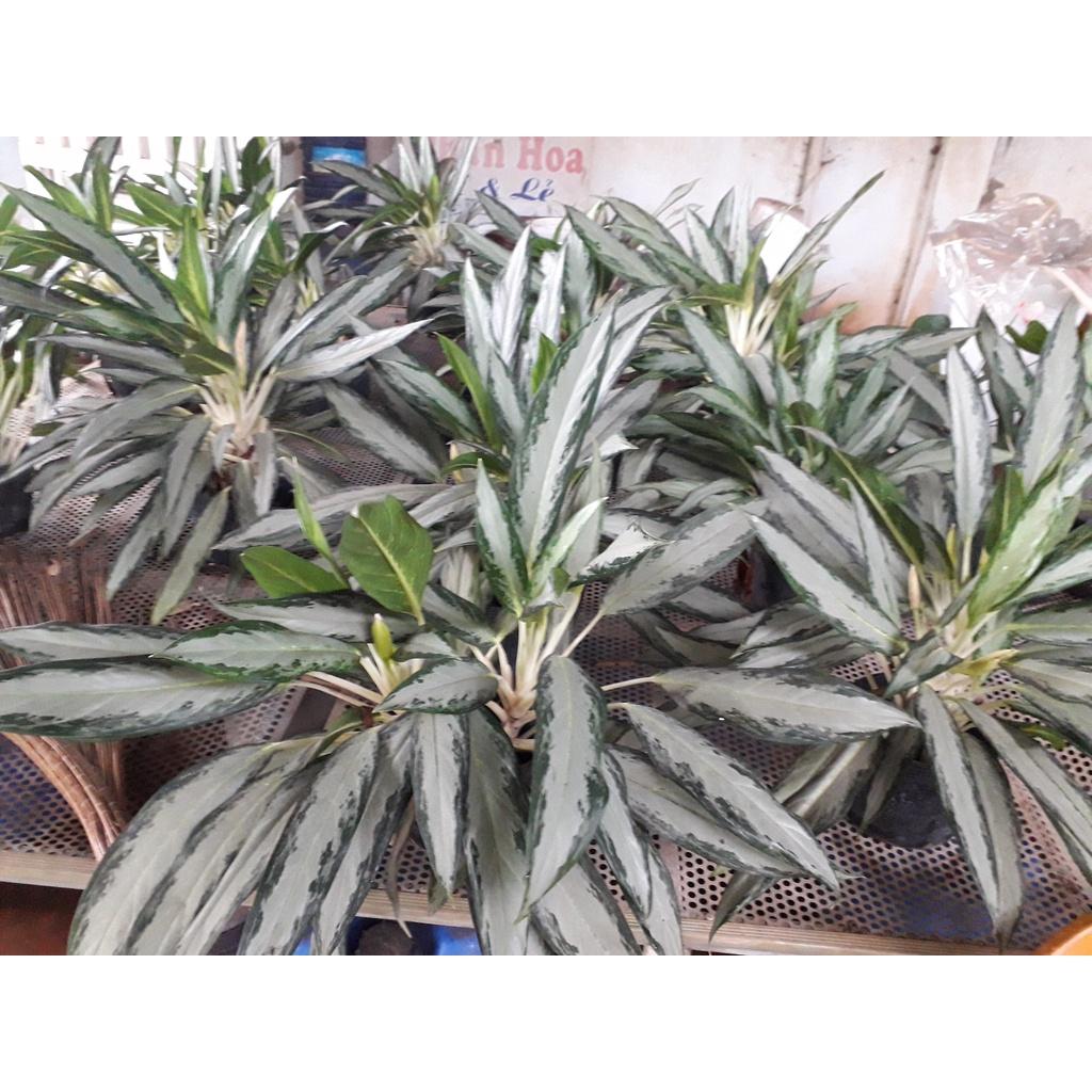 CÂY GIỐNG CÂY GIỮ TIỀN