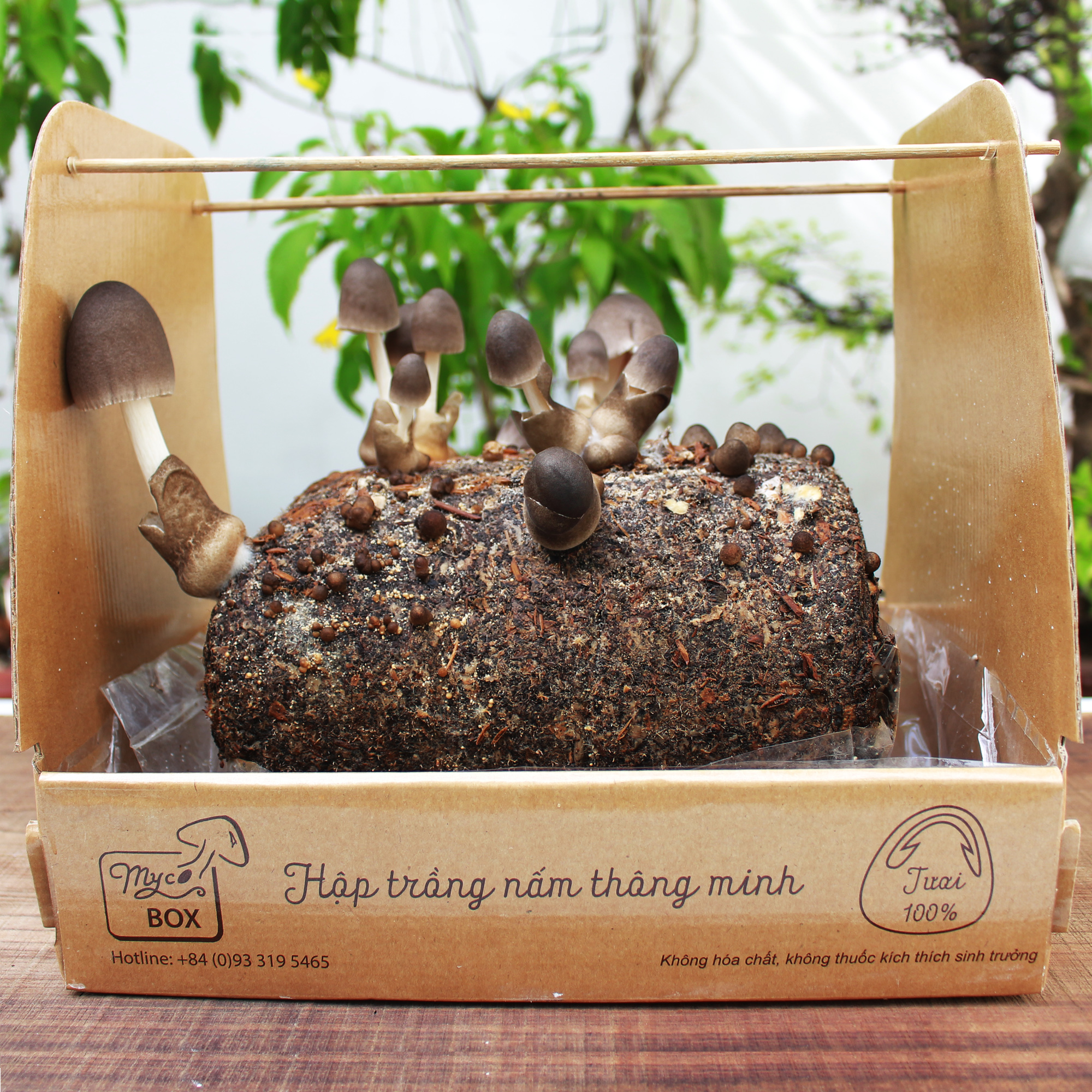 MycoBOX - Kit trồng Nấm Rơm thông minh MycoBOX - Smart growing Straw Mushroom Kit